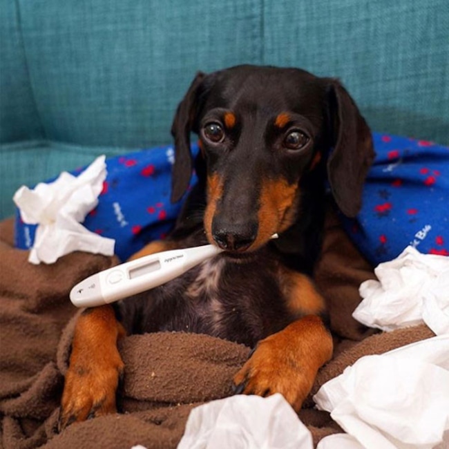 Crusoe the Celebrity Dachshund